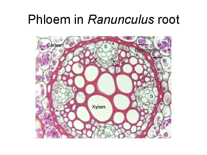 Phloem in Ranunculus root 