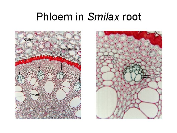 Phloem in Smilax root 