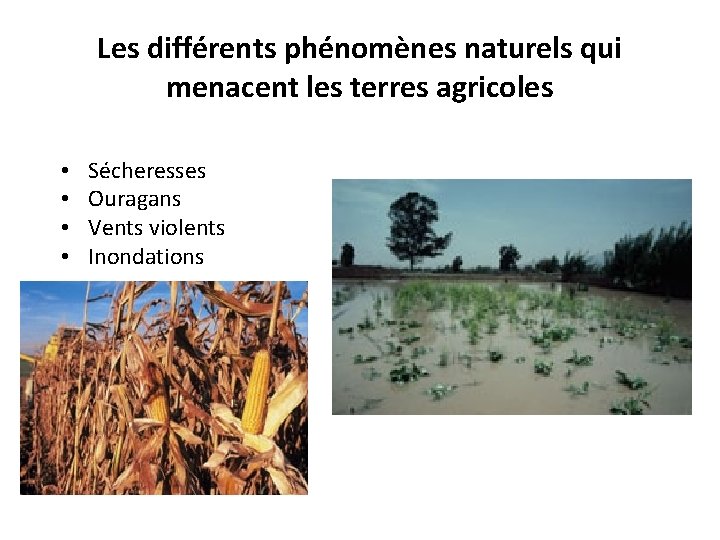 Les différents phénomènes naturels qui menacent les terres agricoles • • Sécheresses Ouragans Vents