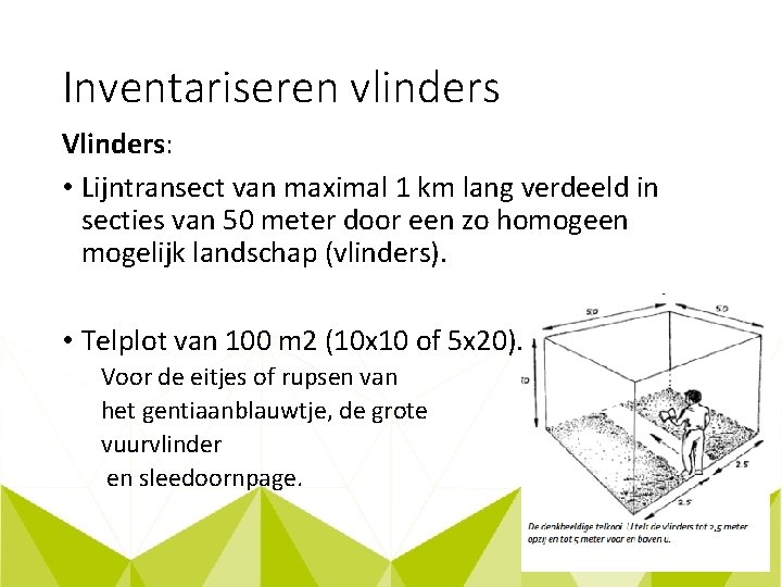 Inventariseren vlinders Vlinders: • Lijntransect van maximal 1 km lang verdeeld in secties van