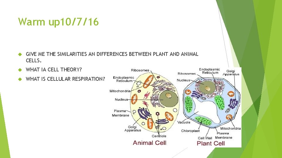 Warm up 10/7/16 GIVE ME THE SIMILARITIES AN DIFFERENCES BETWEEN PLANT AND ANIMAL CELLS.