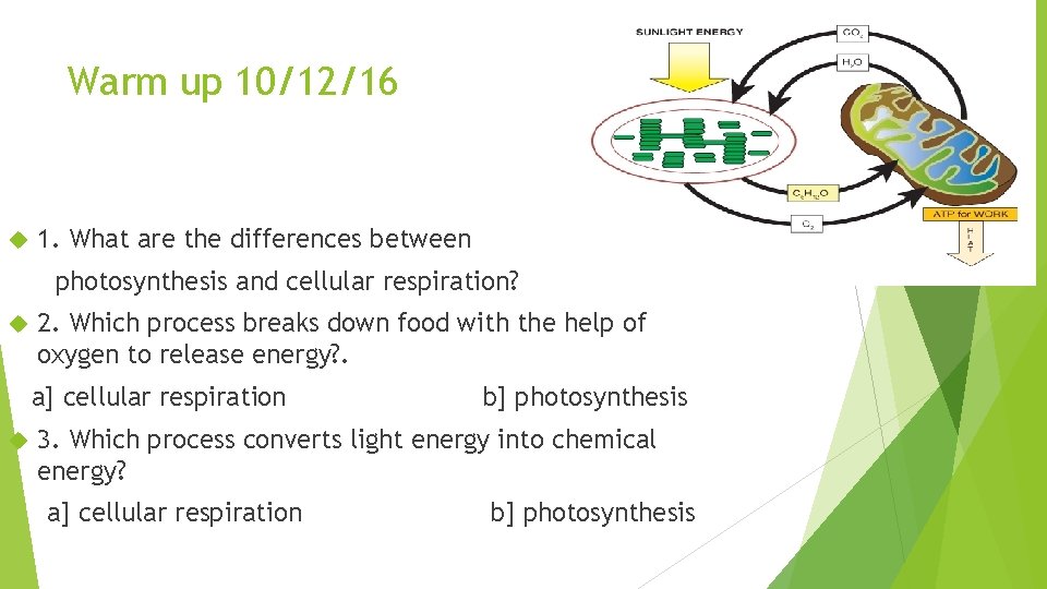 Warm up 10/12/16 1. What are the differences between photosynthesis and cellular respiration? 2.