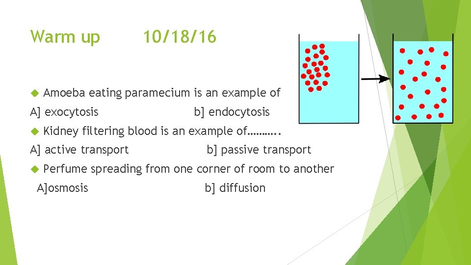 Warm up Amoeba eating paramecium is an example of A] exocytosis b] endocytosis Kidney