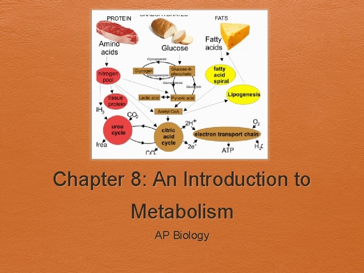 Chapter 8: An Introduction to Metabolism AP Biology 