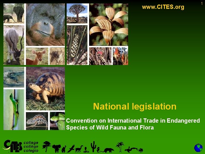 www. CITES. org National legislation Convention on International Trade in Endangered Species of Wild www. CITES. org National legislation Convention on International Trade in Endangered Species of Wild