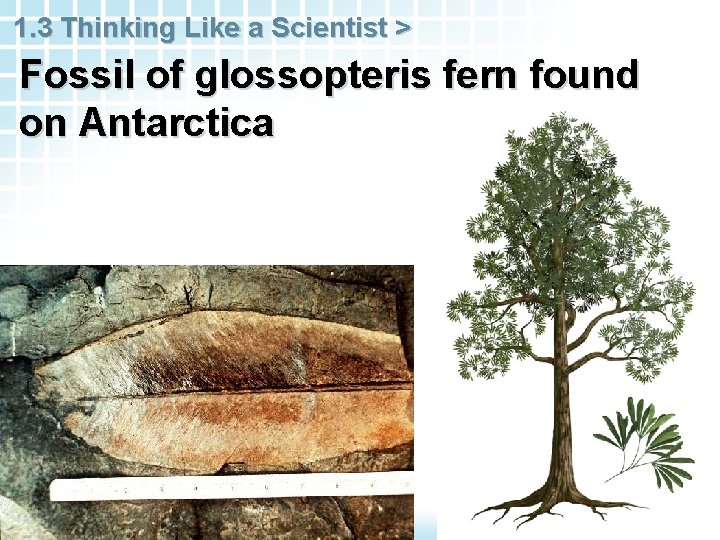 1. 3 Thinking Like a Scientist > Fossil of glossopteris fern found on Antarctica