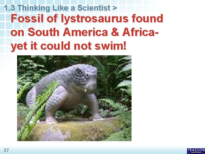 1. 3 Thinking Like a Scientist > Fossil of lystrosaurus found on South America