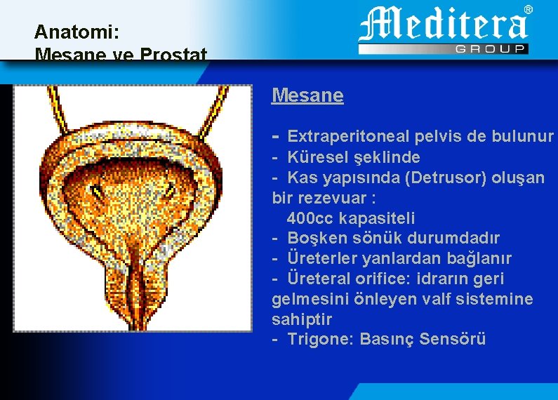 Anatomi: Mesane ve Prostat Mesane - Extraperitoneal pelvis de bulunur - Küresel şeklinde -