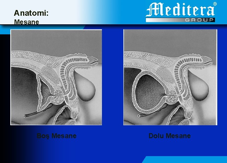 Anatomi: Mesane Boş Mesane Dolu Mesane 