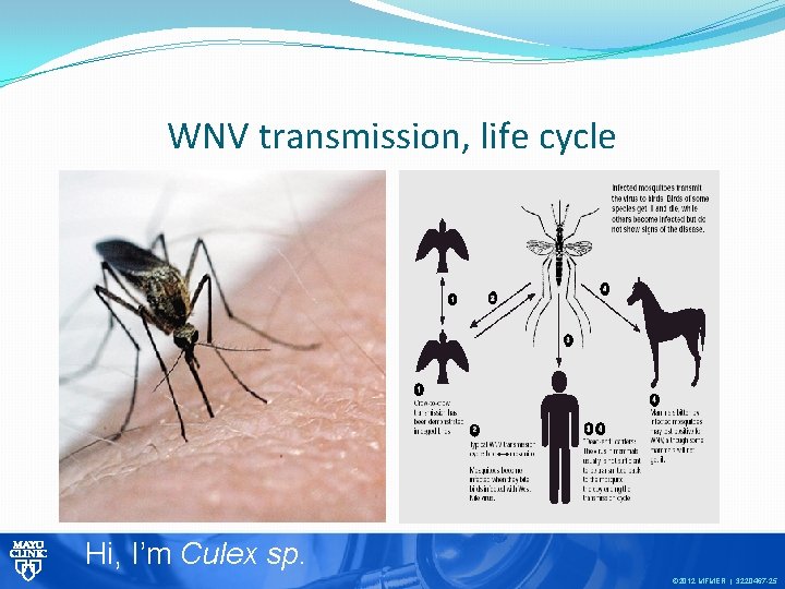 WNV transmission, life cycle Hi, I’m Culex sp. © 2012 MFMER | 3220467 -25