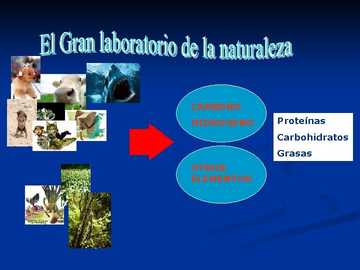 CARBONO HIDROGENO Proteínas Carbohidratos Grasas OTROS ELEMENTOS CARBONO HIDROGENO Proteínas Carbohidratos Grasas OTROS ELEMENTOS