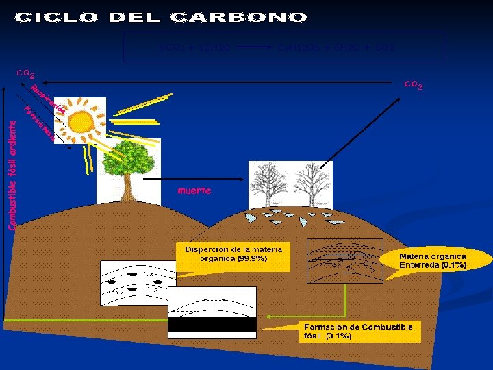 6 CO 2 + 12 H 2 O C 6 H 12 O 6 6 CO 2 + 12 H 2 O C 6 H 12 O 6