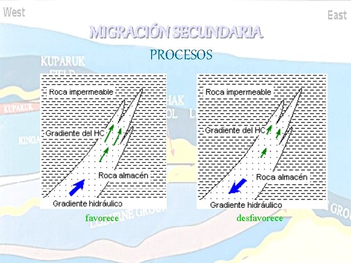 MIGRACIÓN SECUNDARIA PROCESOS favorece desfavorece MIGRACIÓN SECUNDARIA PROCESOS favorece desfavorece