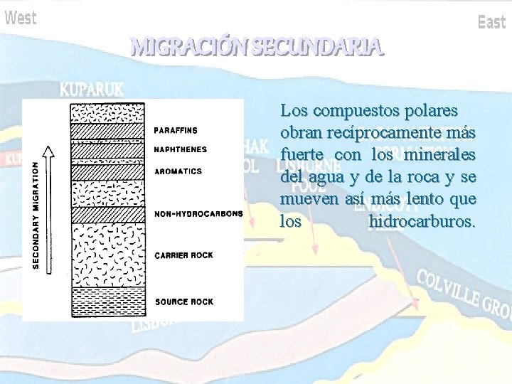 MIGRACIÓN SECUNDARIA Los compuestos polares obran recíprocamente más fuerte con los minerales del agua MIGRACIÓN SECUNDARIA Los compuestos polares obran recíprocamente más fuerte con los minerales del agua