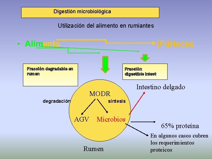  Digestión microbiológica Utilización del alimento en rumiantes • Alimento (Fi)Heces Fracción degradable en