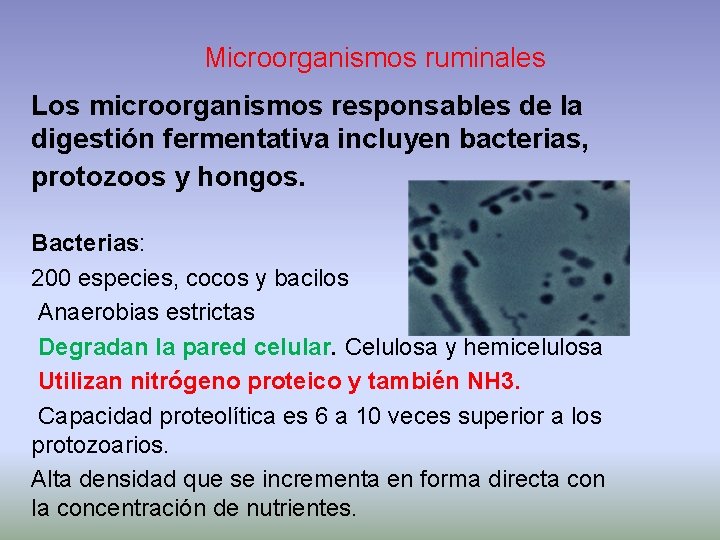 Microorganismos ruminales Los microorganismos responsables de la digestión fermentativa incluyen bacterias, protozoos y hongos.