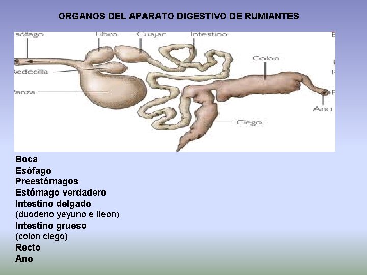ORGANOS DEL APARATO DIGESTIVO DE RUMIANTES Boca Esófago Preestómagos Estómago verdadero Intestino delgado (duodeno
