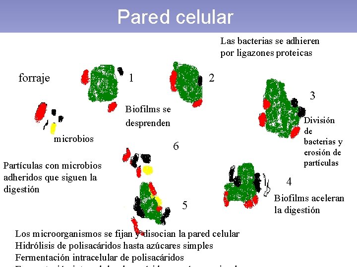 Pared celular Las bacterias se adhieren por ligazones proteicas forraje 1 2 • FDN