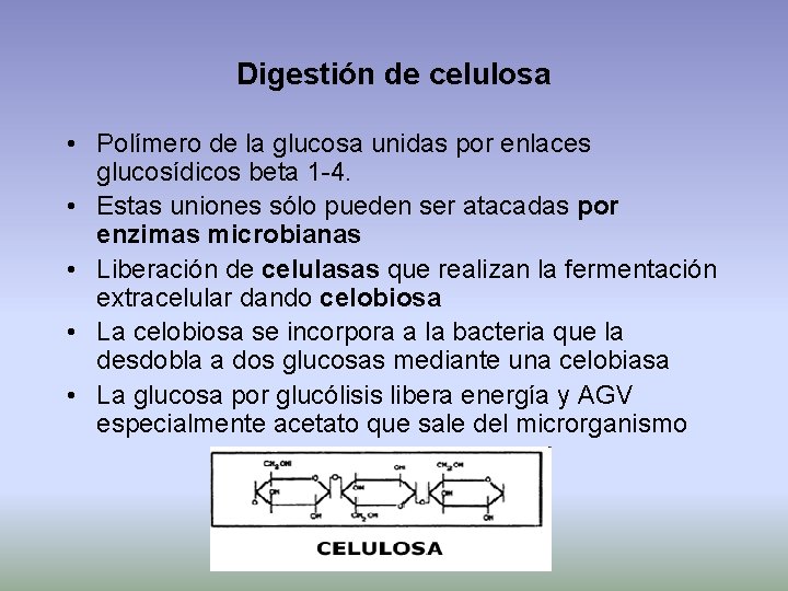 Digestión de celulosa • Polímero de la glucosa unidas por enlaces glucosídicos beta 1
