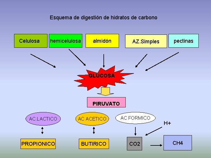 Esquema de digestión de hidratos de carbono Celulosa hemicelulosa almidón pectinas AZ. Simples GLUCOSA