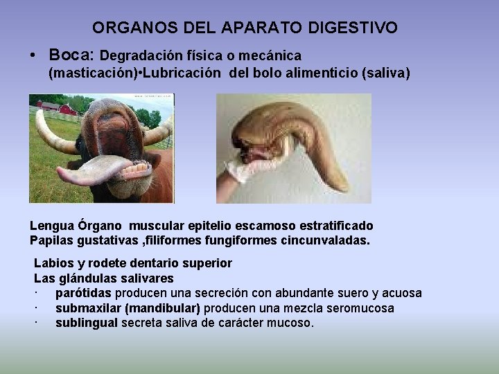 ORGANOS DEL APARATO DIGESTIVO • Boca: Degradación física o mecánica (masticación) • Lubricación del