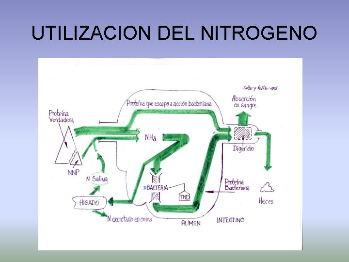 UTILIZACION DEL NITROGENO 