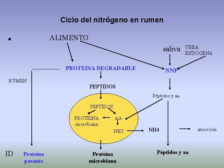 Ciclo del nitrógeno en rumen • ALIMENTO saliva PROTEINA DEGRADABLE RUMEN UREA ENDOGENA NNP