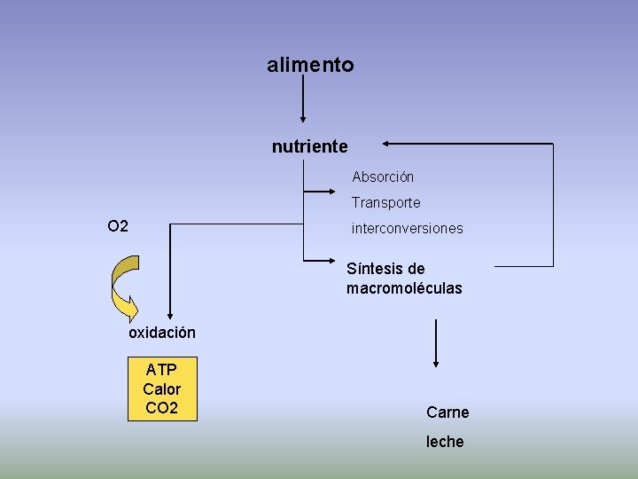 alimento nutriente Absorción Transporte O 2 interconversiones Síntesis de macromoléculas oxidación ATP Calor CO