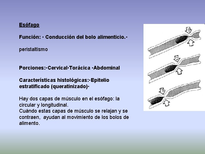 Esófago Función: • Conducción del bolo alimenticio. • peristaltismo Porciones: • Cervical • Torácica