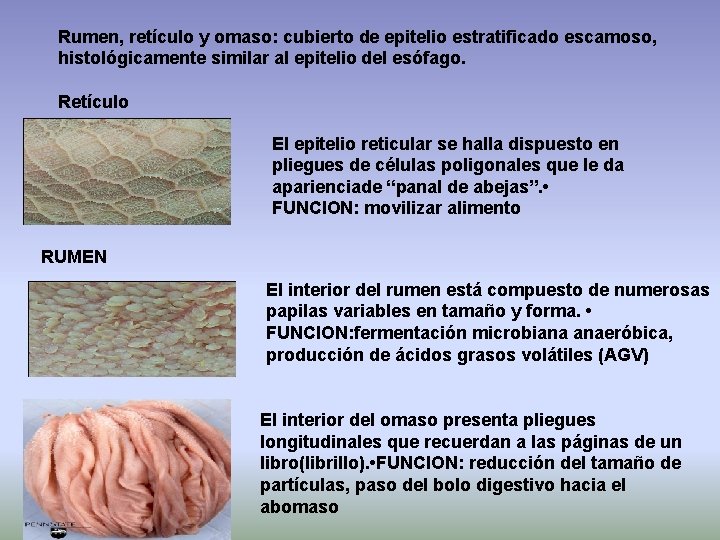 Rumen, retículo y omaso: cubierto de epitelio estratificado escamoso, histológicamente similar al epitelio del