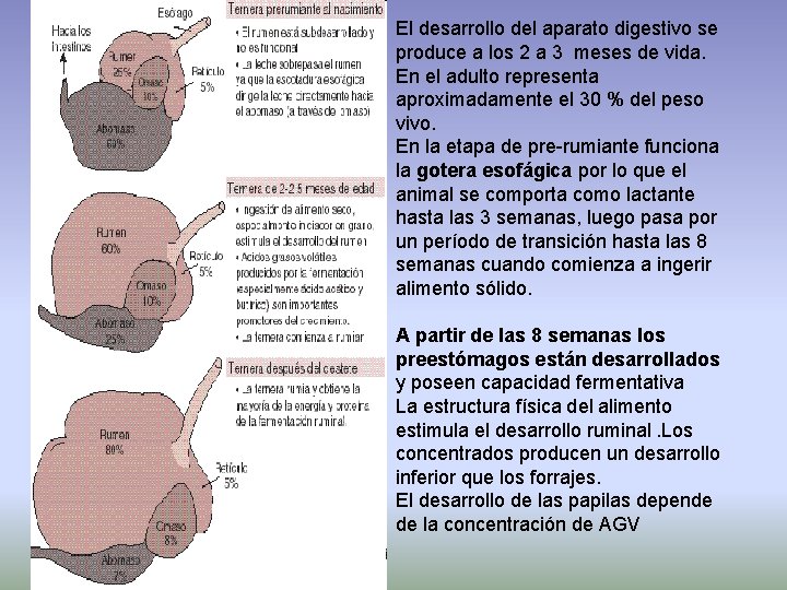 El desarrollo del aparato digestivo se produce a los 2 a 3 meses de