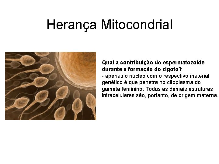 Herança Mitocondrial Qual a contribuição do espermatozoide durante a formação do zigoto? - apenas