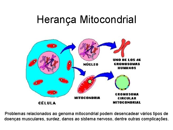 Herança Mitocondrial Problemas relacionados ao genoma mitocondrial podem desencadear vários tipos de doenças musculares,