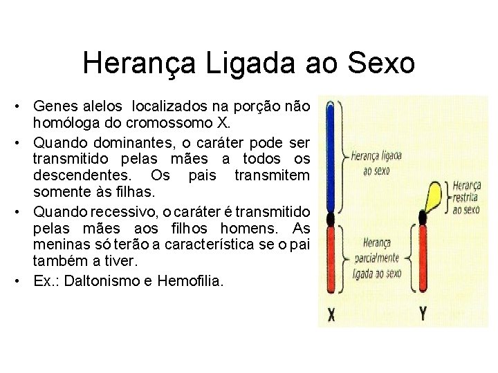 Herança Ligada ao Sexo • Genes alelos localizados na porção não homóloga do cromossomo