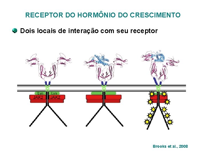 RECEPTOR DO HORMÔNIO DO CRESCIMENTO Dois locais de interação com seu receptor Brooks et