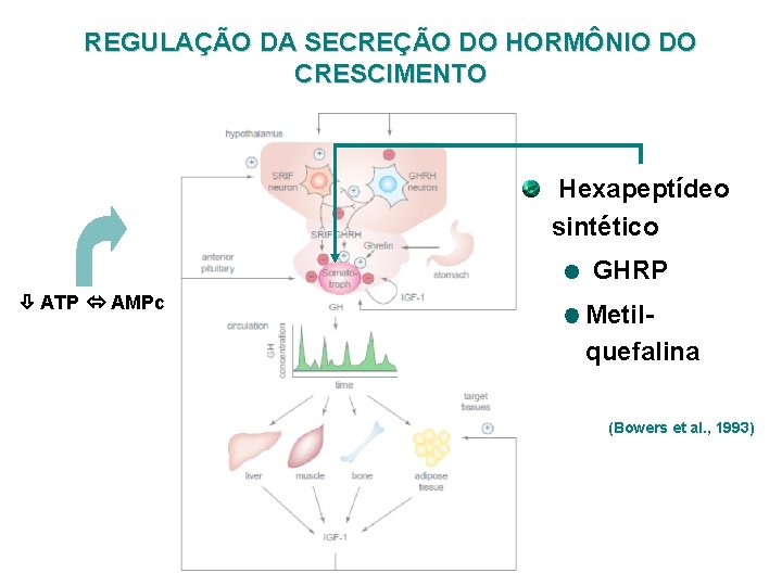 REGULAÇÃO DA SECREÇÃO DO HORMÔNIO DO CRESCIMENTO Hexapeptídeo sintético GHRP ATP AMPc Metilquefalina (Bowers