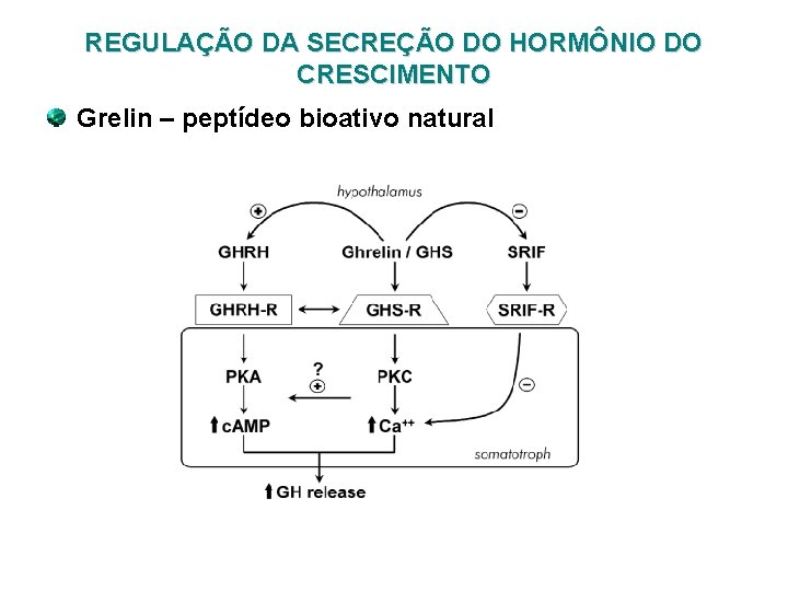 REGULAÇÃO DA SECREÇÃO DO HORMÔNIO DO CRESCIMENTO Grelin – peptídeo bioativo natural 