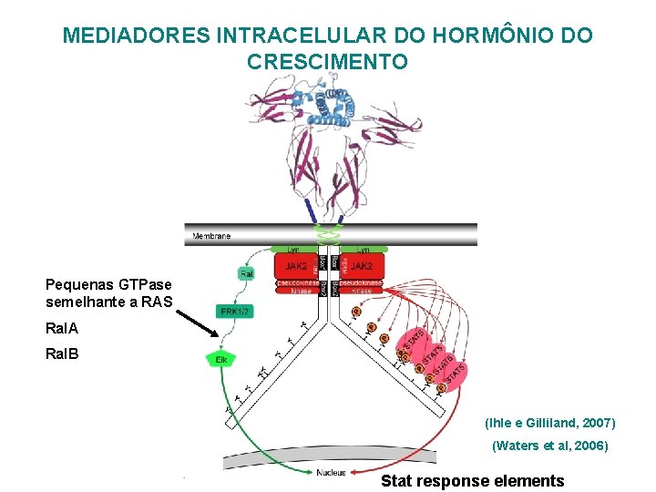 MEDIADORES INTRACELULAR DO HORMÔNIO DO CRESCIMENTO Pequenas GTPase semelhante a RAS Ral. A Ral.