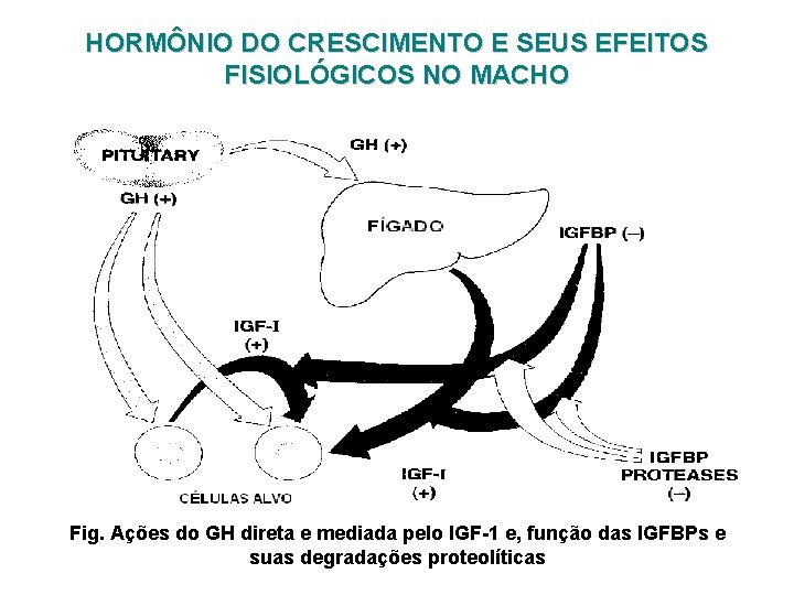 HORMÔNIO DO CRESCIMENTO E SEUS EFEITOS FISIOLÓGICOS NO MACHO Fig. Ações do GH direta