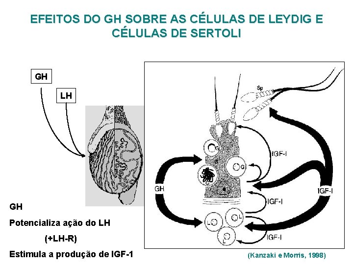 EFEITOS DO GH SOBRE AS CÉLULAS DE LEYDIG E CÉLULAS DE SERTOLI GH LH