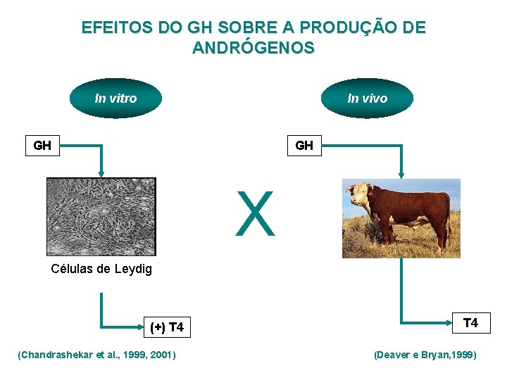 EFEITOS DO GH SOBRE A PRODUÇÃO DE ANDRÓGENOS In vitro In vivo GH GH