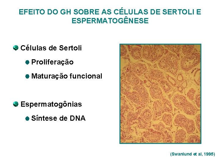 EFEITO DO GH SOBRE AS CÉLULAS DE SERTOLI E ESPERMATOGÊNESE Células de Sertoli Proliferação