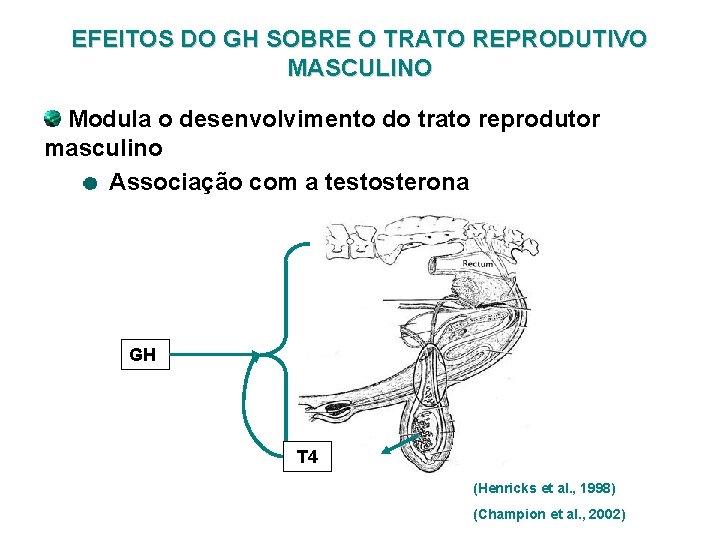 EFEITOS DO GH SOBRE O TRATO REPRODUTIVO MASCULINO Modula o desenvolvimento do trato reprodutor