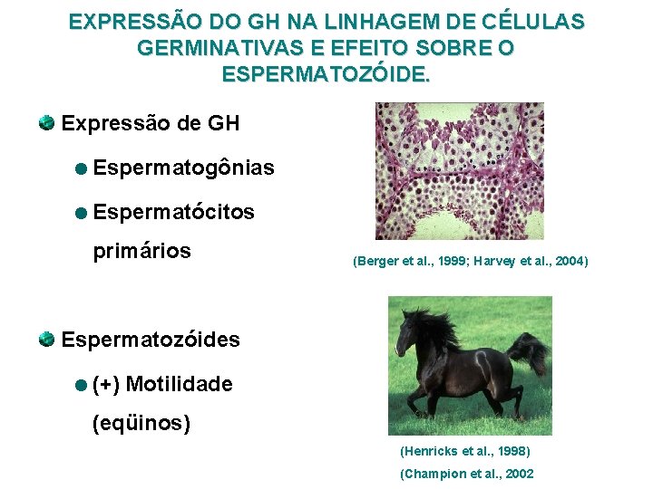 EXPRESSÃO DO GH NA LINHAGEM DE CÉLULAS GERMINATIVAS E EFEITO SOBRE O ESPERMATOZÓIDE. Expressão