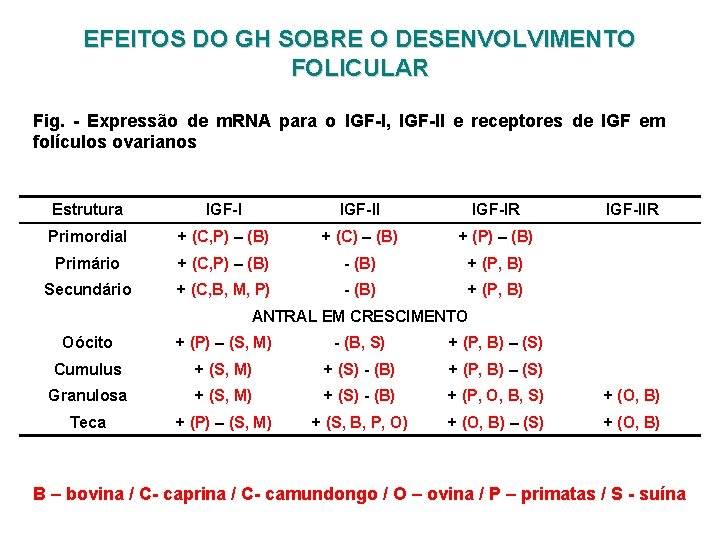 EFEITOS DO GH SOBRE O DESENVOLVIMENTO FOLICULAR Fig. - Expressão de m. RNA para