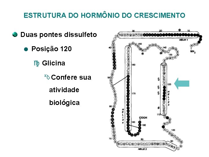 ESTRUTURA DO HORMÔNIO DO CRESCIMENTO Duas pontes dissulfeto Posição 120 c Glicina ÊConfere sua