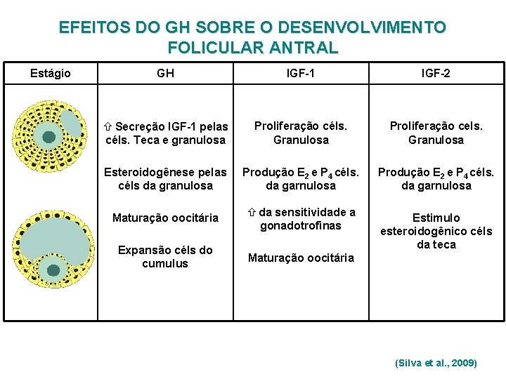 EFEITOS DO GH SOBRE O DESENVOLVIMENTO FOLICULAR ANTRAL Estágio GH IGF-1 IGF-2 ñ Secreção