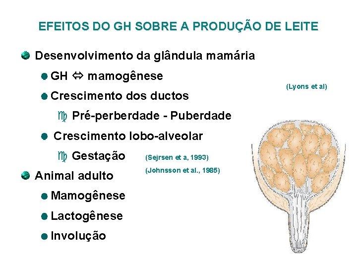 EFEITOS DO GH SOBRE A PRODUÇÃO DE LEITE Desenvolvimento da glândula mamária GH mamogênese