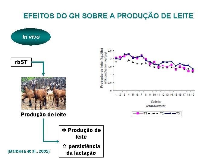 EFEITOS DO GH SOBRE A PRODUÇÃO DE LEITE In vivo rb. ST Produção de