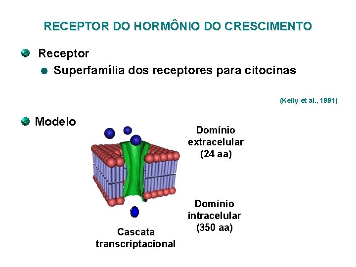 RECEPTOR DO HORMÔNIO DO CRESCIMENTO Receptor Superfamília dos receptores para citocinas (Kelly et al.